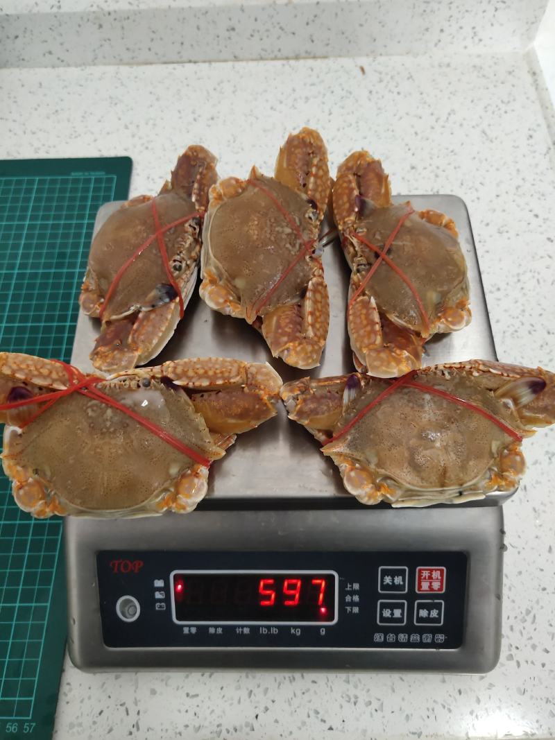 扁蟹梭子蟹肉蟹规格100/150净重3KG