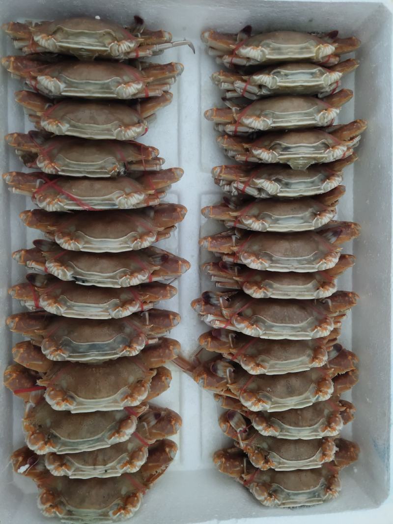扁蟹梭子蟹肉蟹规格100/150净重3KG