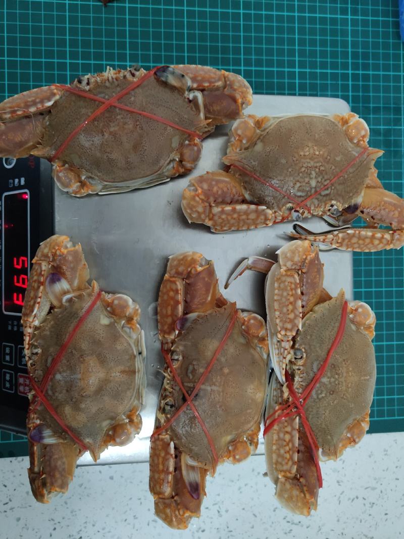 扁蟹梭子蟹肉蟹规格100/150净重3KG