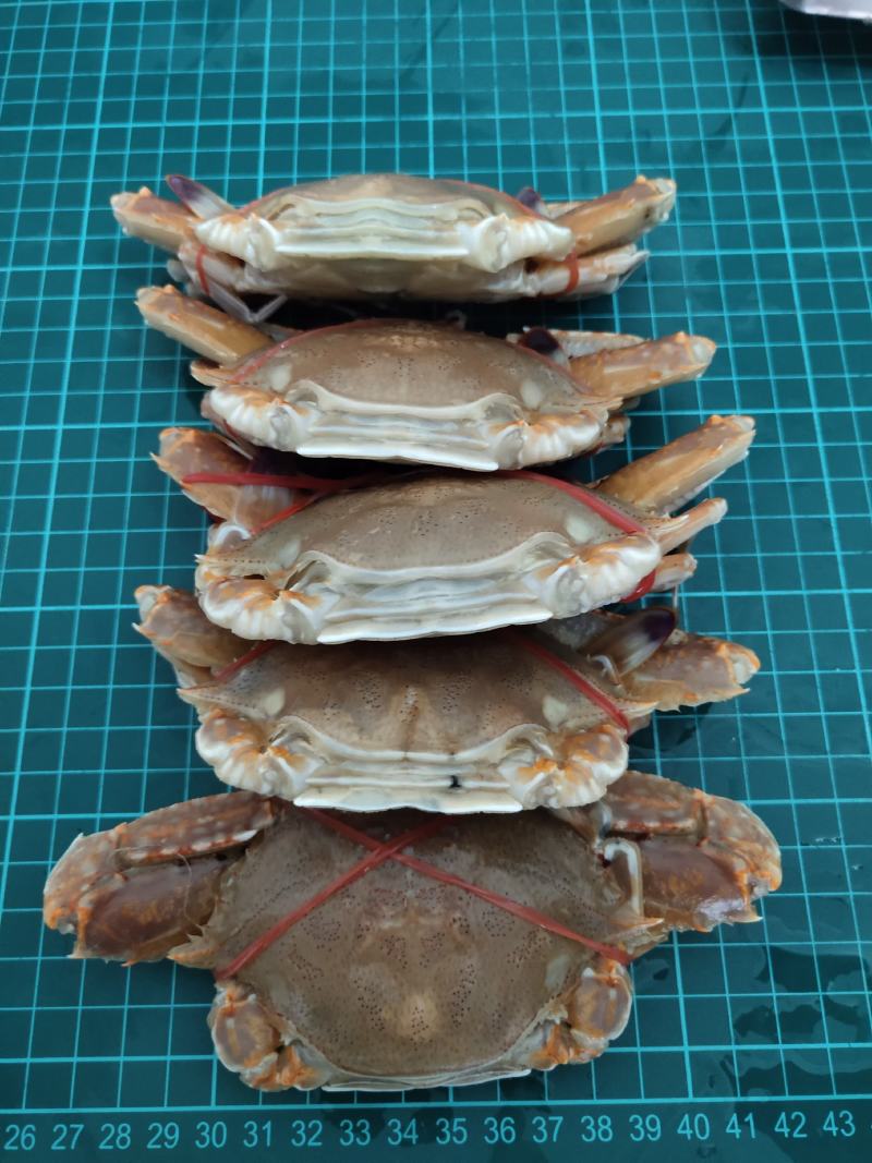 扁蟹梭子蟹肉蟹规格100/150净重3KG
