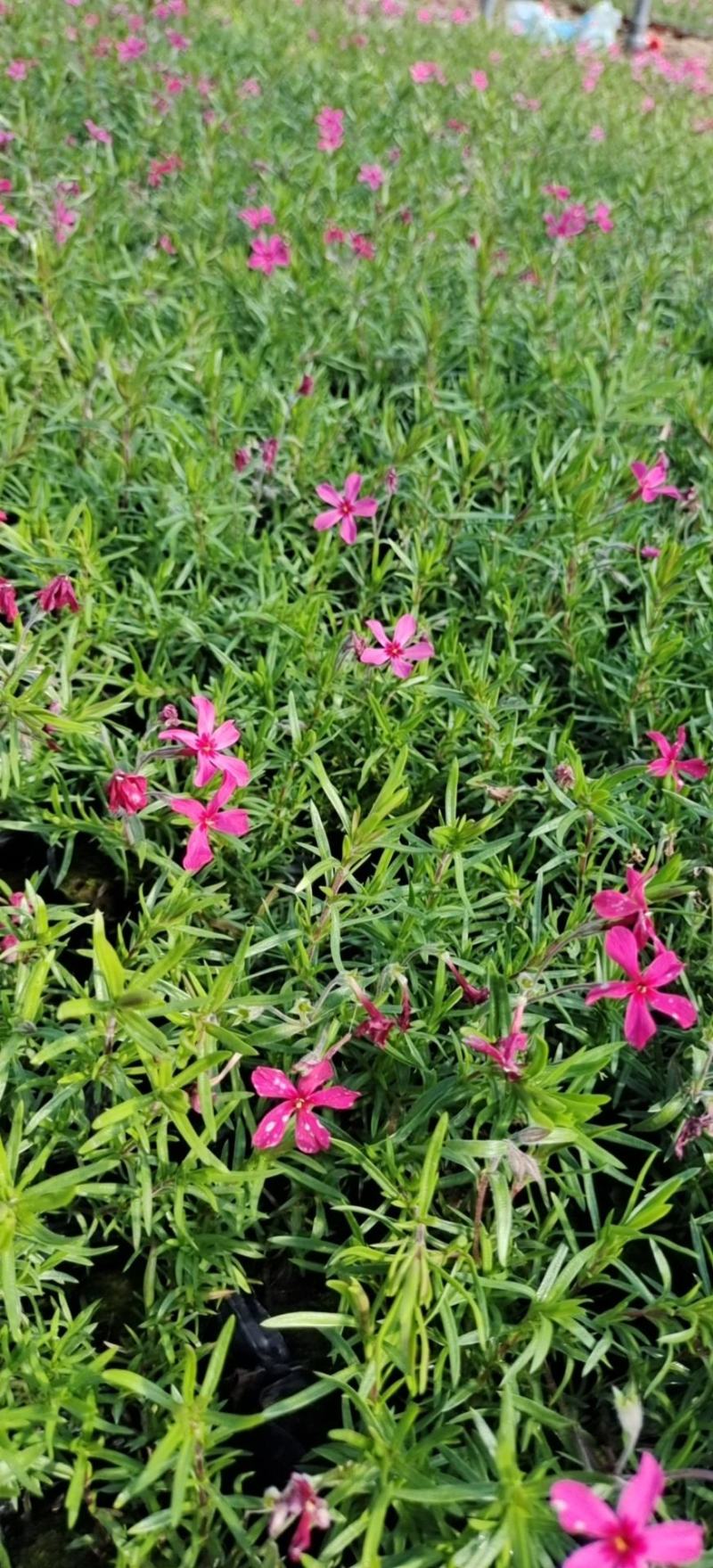 芝樱花丛生福禄考基地直供货源充足诚信经营