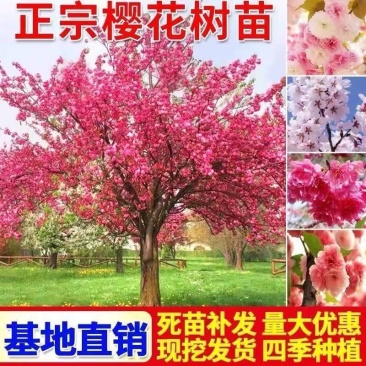 樱花苗樱花树苗日本樱花树苗嫁接早樱晚樱樱花小苗绿化苗当年