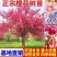 樱花苗樱花树苗日本樱花树苗嫁接早樱晚樱樱花小苗绿化苗当年