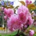 樱花苗樱花树苗日本樱花树苗嫁接早樱晚樱樱花小苗绿化苗当年