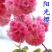 樱花苗樱花树苗日本樱花树苗嫁接早樱晚樱樱花小苗绿化苗当年