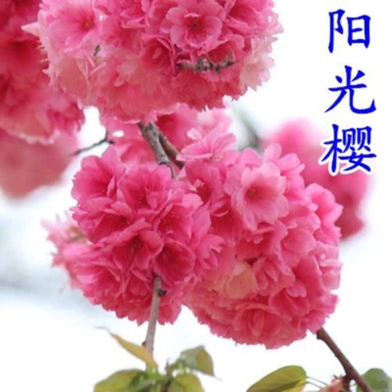 樱花苗樱花树苗日本樱花树苗嫁接早樱晚樱樱花小苗绿化苗当年