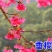 樱花苗樱花树苗日本樱花树苗嫁接早樱晚樱樱花小苗绿化苗当年