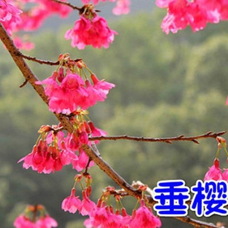 樱花苗樱花树苗日本樱花树苗嫁接早樱晚樱樱花小苗绿化苗当年