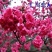 樱花苗樱花树苗日本樱花树苗嫁接早樱晚樱樱花小苗绿化苗当年