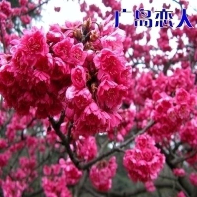 樱花苗樱花树苗日本樱花树苗嫁接早樱晚樱樱花小苗绿化苗当年