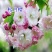 樱花苗樱花树苗日本樱花树苗嫁接早樱晚樱樱花小苗绿化苗当年