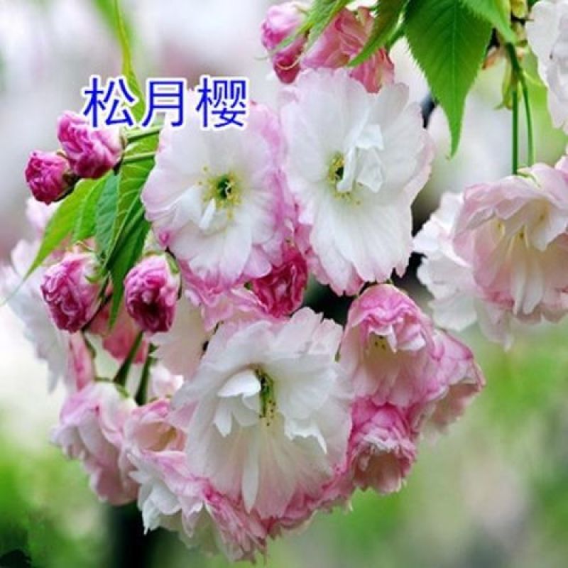 樱花苗樱花树苗日本樱花树苗嫁接早樱晚樱樱花小苗绿化苗当年
