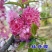樱花苗樱花树苗日本樱花树苗嫁接早樱晚樱樱花小苗绿化苗当年