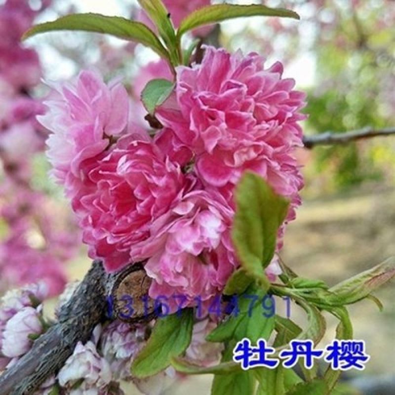 樱花苗樱花树苗日本樱花树苗嫁接早樱晚樱樱花小苗绿化苗当年