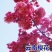 樱花苗樱花树苗日本樱花树苗嫁接早樱晚樱樱花小苗绿化苗当年