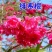 樱花苗樱花树苗日本樱花树苗嫁接早樱晚樱樱花小苗绿化苗当年