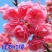 樱花苗樱花树苗日本樱花树苗嫁接早樱晚樱樱花小苗绿化苗当年