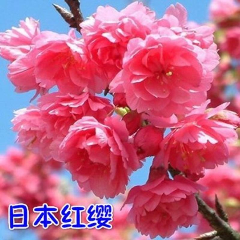 樱花苗樱花树苗日本樱花树苗嫁接早樱晚樱樱花小苗绿化苗当年