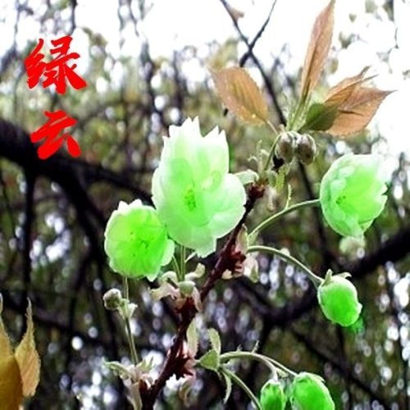樱花苗樱花树苗日本樱花树苗嫁接早樱晚樱樱花小苗绿化苗当年