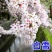 樱花苗樱花树苗日本樱花树苗嫁接早樱晚樱樱花小苗绿化苗当年