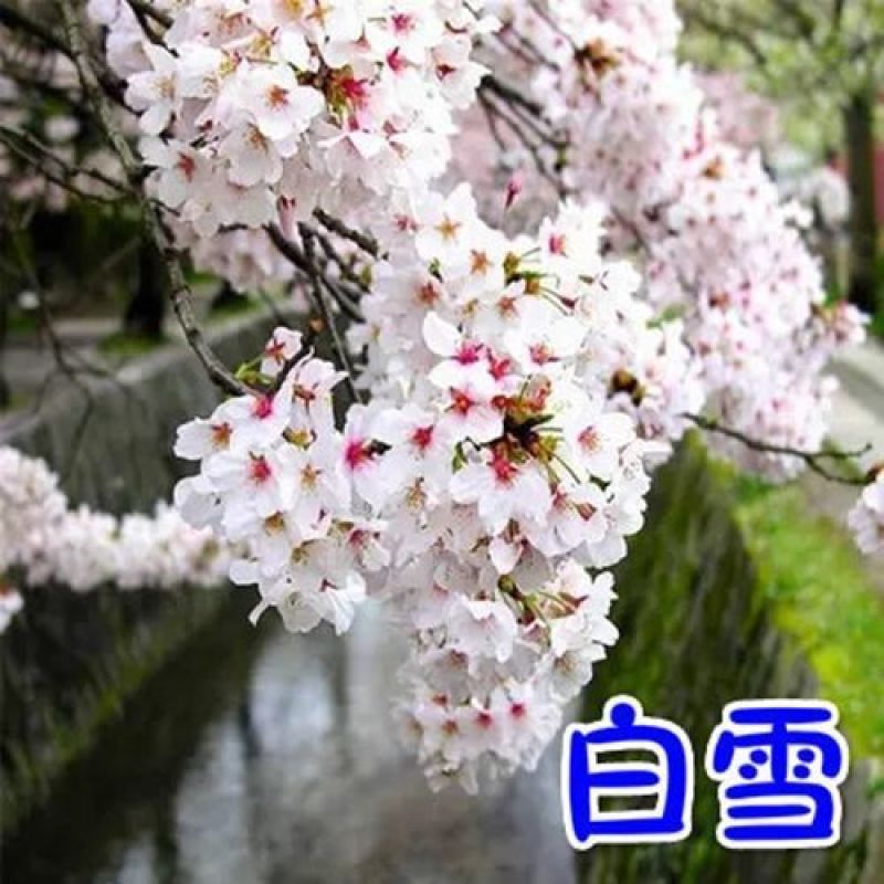 樱花苗樱花树苗日本樱花树苗嫁接早樱晚樱樱花小苗绿化苗当年