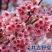 樱花苗樱花树苗日本樱花树苗嫁接早樱晚樱樱花小苗绿化苗当年