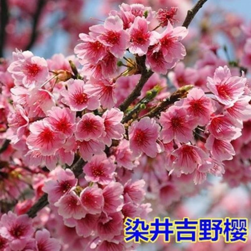 樱花苗樱花树苗日本樱花树苗嫁接早樱晚樱樱花小苗绿化苗当年