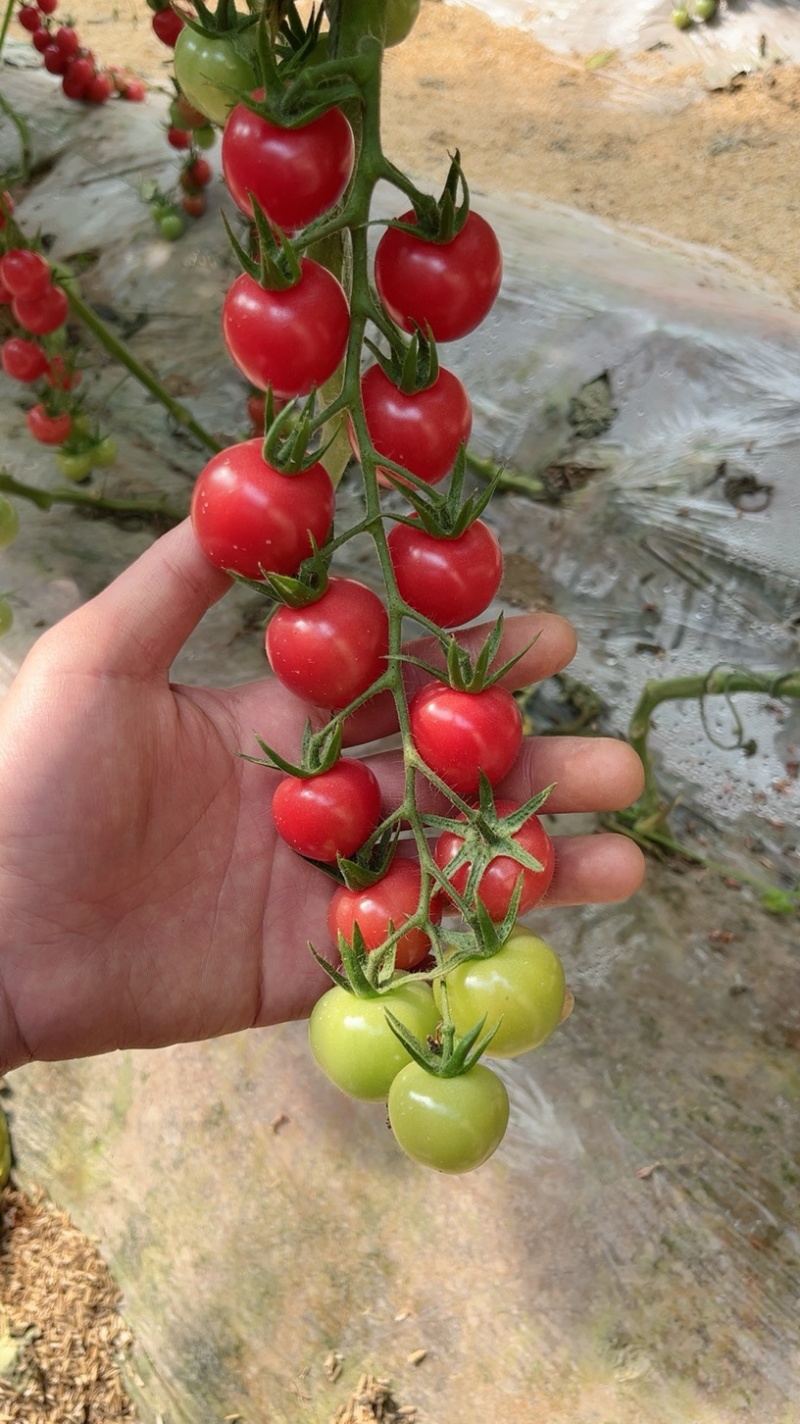 新鲜美味圣女果串果口感爆甜，无酸味，物美价廉