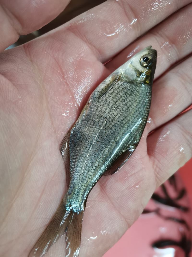 鳊鱼苗，扁鱼，鳊鱼苗，场地规格齐全，全国发货。。。