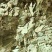 番泻叶泻叶中药材批发番泻叶产地直销质量保证