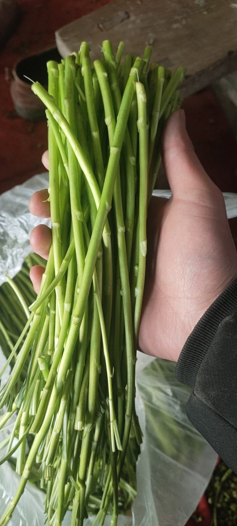 芦蒿