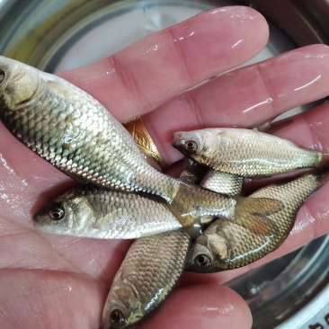 良种金背鲤鱼苗，优良品种，价格合适。全国发货欢迎老板选够