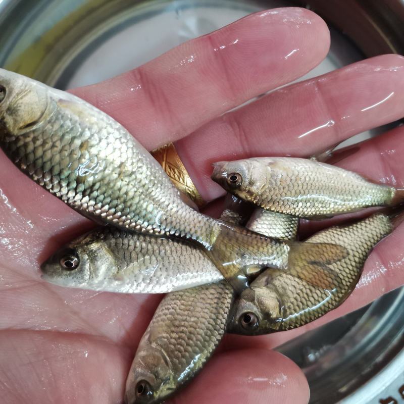 良种金背鲤鱼苗，优良品种，价格合适。全国发货欢迎老板选够