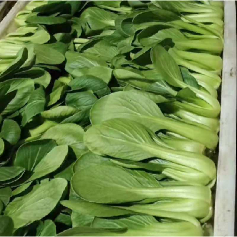 （诚信商家）曹县基地大量供应小油菜出现质量问题包退包换