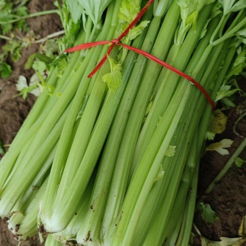 河南开封市通许县蔬菜基地大量供应西芹四季有货欢迎来定购