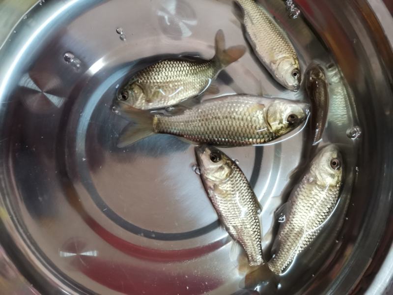 良种金背鲤鱼苗，优良品种，价格合适。全国发货欢迎老板选够