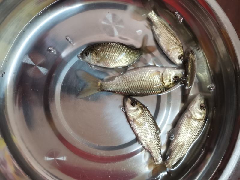良种金背鲤鱼苗，优良品种，价格合适。全国发货欢迎老板选够