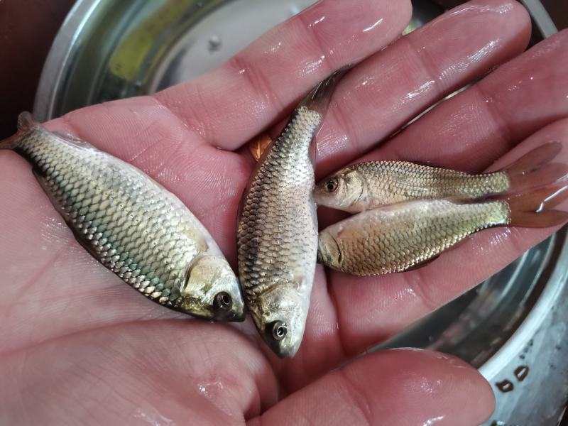 良种金背鲤鱼苗，优良品种，价格合适。全国发货欢迎老板选够