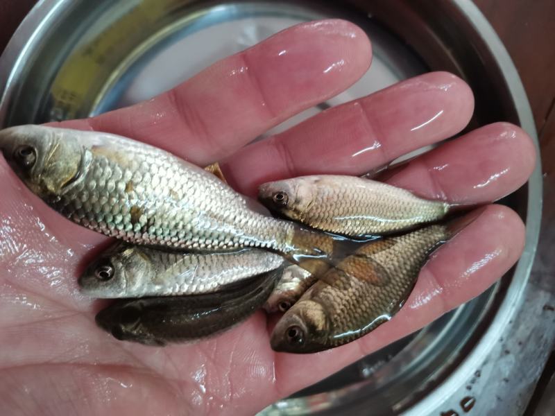 良种金背鲤鱼苗，优良品种，价格合适。全国发货欢迎老板选够