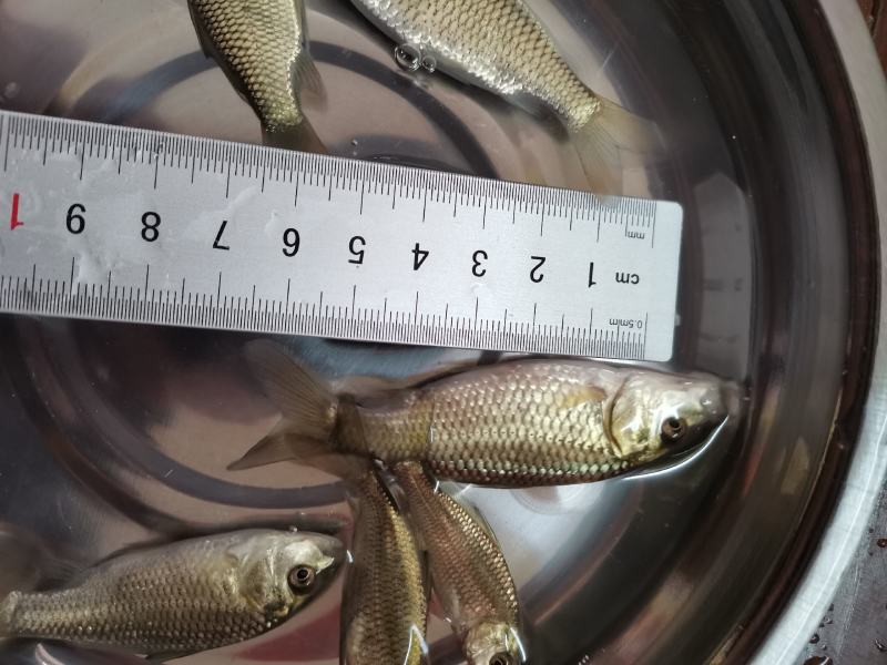 良种金背鲤鱼苗，优良品种，价格合适。全国发货欢迎老板选够