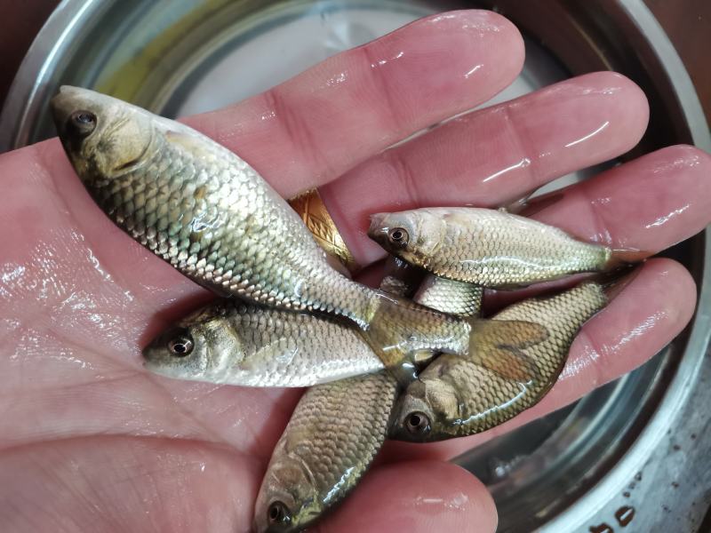 良种金背鲤鱼苗，优良品种，价格合适。全国发货欢迎老板选够