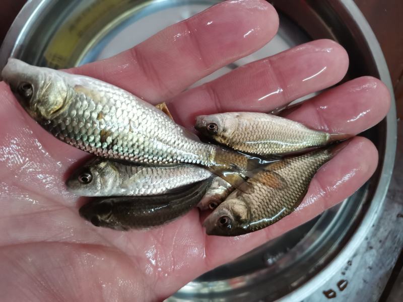 良种金背鲤鱼苗，优良品种，价格合适。全国发货欢迎老板选够