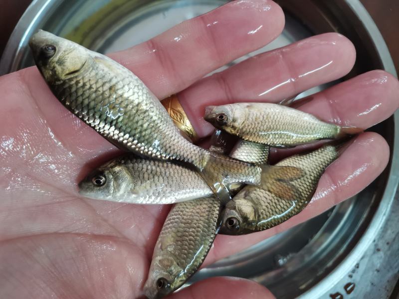 良种金背鲤鱼苗，优良品种，价格合适。全国发货欢迎老板选够
