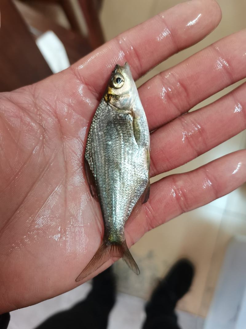 边鱼苗，武昌鱼苗，杂交边鱼苗，良种快大边鱼苗，品种齐全