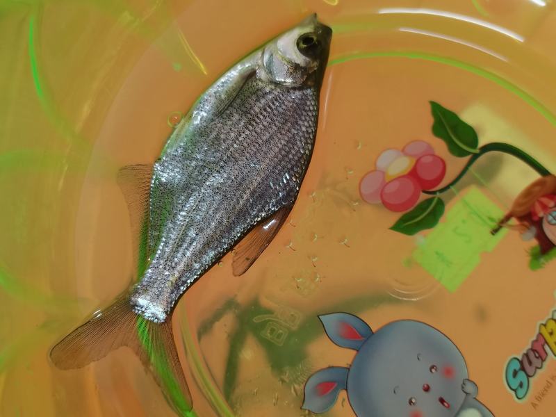 边鱼苗，武昌鱼苗，杂交边鱼苗，良种快大边鱼苗，品种齐全