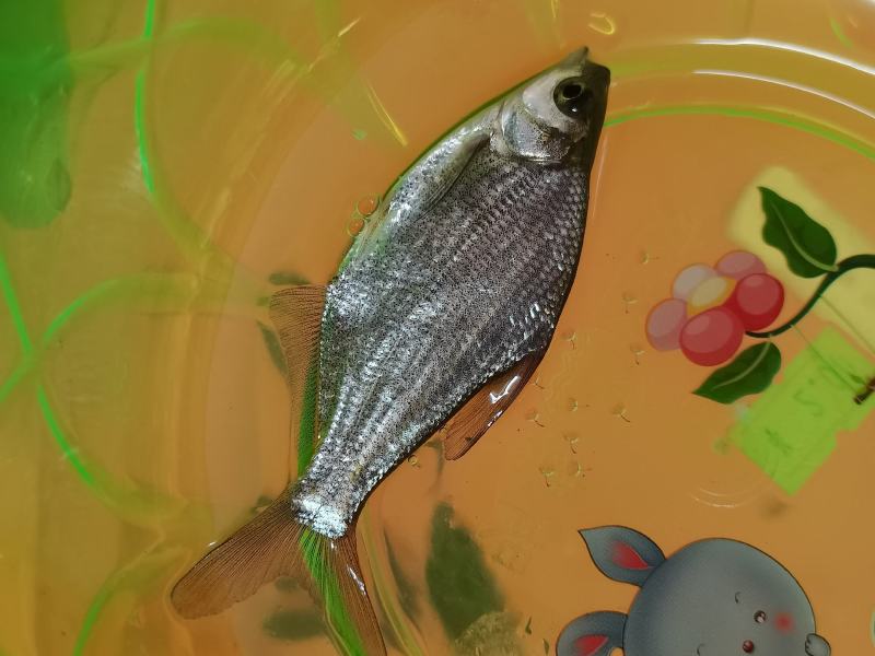 边鱼苗，武昌鱼苗，杂交边鱼苗，良种快大边鱼苗，品种齐全