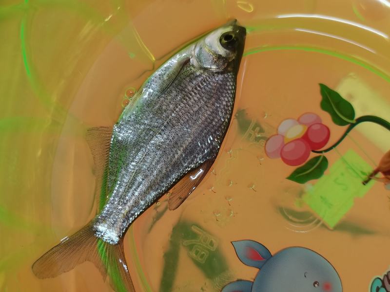 边鱼苗，武昌鱼苗，杂交边鱼苗，良种快大边鱼苗，品种齐全
