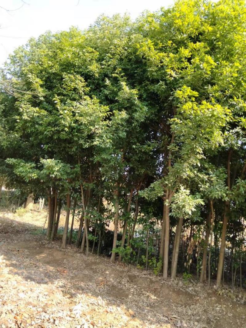 滇朴树，米径12-22公分，有货50株