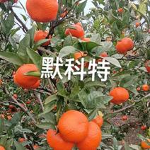 【精选】默科特柑桔玫瑰橘三月红柑桔产地直发一手货源