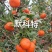 【精选】默科特柑桔玫瑰橘三月红柑桔产地直发一手货源